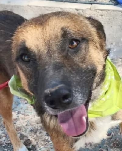 Leon - Shepherds (All Types) available for adoption at Loved at Last Dog Rescue in British Columbia