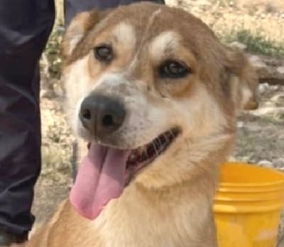 Evie - Golden Retriever / Shepherds (All Types) available for adoption at Loved at Last Dog Rescue in British Columbia