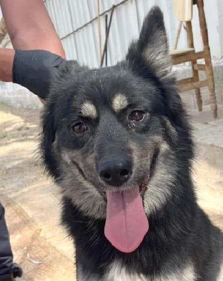 Vida - Border Collie / Shepherds (All Types) available for adoption at Loved at Last Dog Rescue in British Columbia