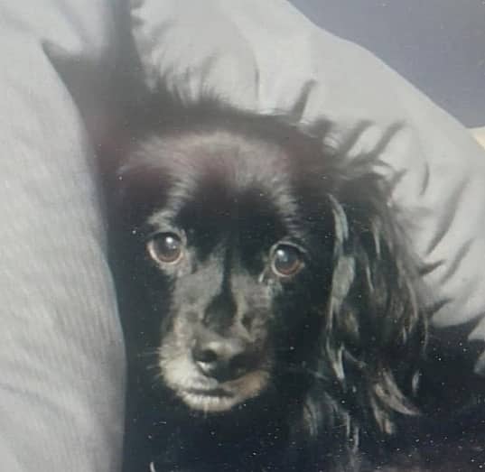 Yaeger - Spitz Types (Medium) / Papillon available for adoption in British Columbia