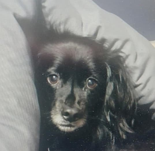 Yaeger - Spitz Types (Medium) / Papillon available for adoption at Loved at Last Dog Rescue in British Columbia