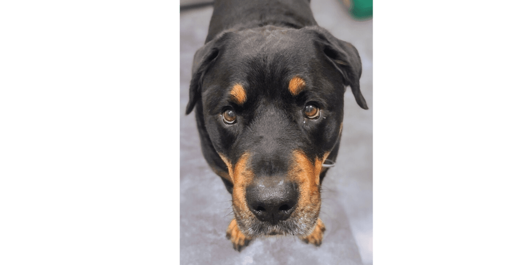 Cane - Rottweiler available for adoption at Loved at Last Dog Rescue in British Columbia