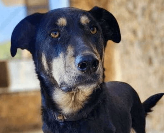 Lennon - Saluki available for adoption at Loved at Last Dog Rescue in British Columbia