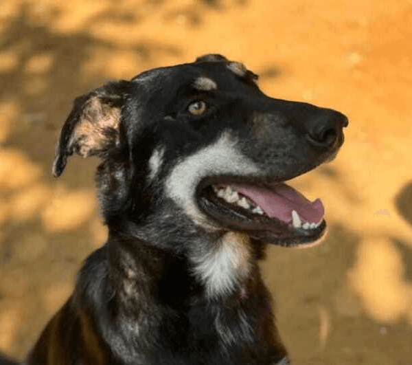 Lennon - Saluki available for adoption