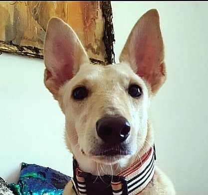 Jacqueline - Ibizan Hound / Canaan Dog available for adoption at Loved at Last Dog Rescue in British Columbia