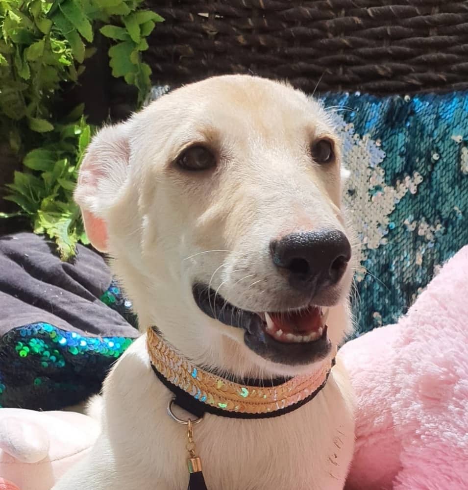 Josie - Ibizan Hound / Canaan Dog available for adoption