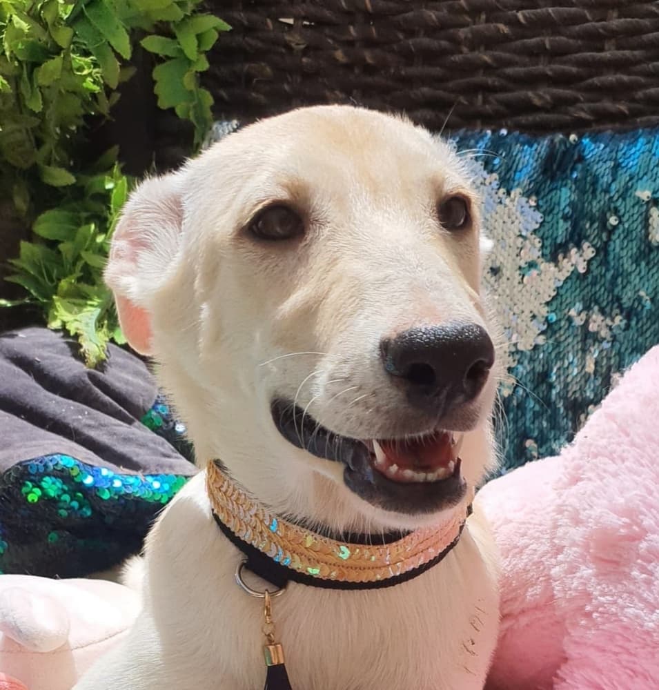 Josie - Ibizan Hound / Canaan Dog available for adoption at Loved at Last Dog Rescue in British Columbia