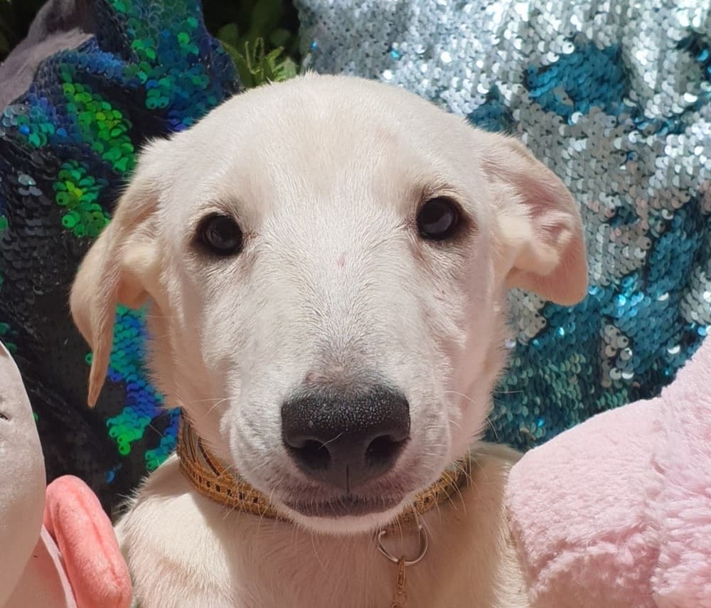 Jynx - Ibizan Hound / Canaan Dog available for adoption at Loved at Last Dog Rescue in British Columbia