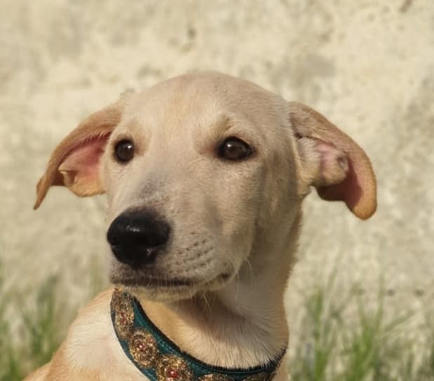 James - Ibizan Hound / Canaan Dog available for adoption at Loved at Last Dog Rescue in British Columbia