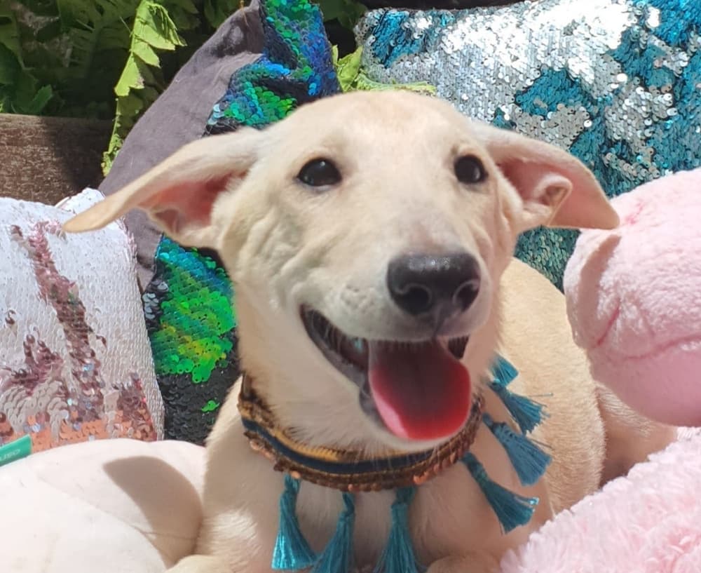 Joey - Ibizan Hound / Canaan Dog available for adoption at Loved at Last Dog Rescue in British Columbia
