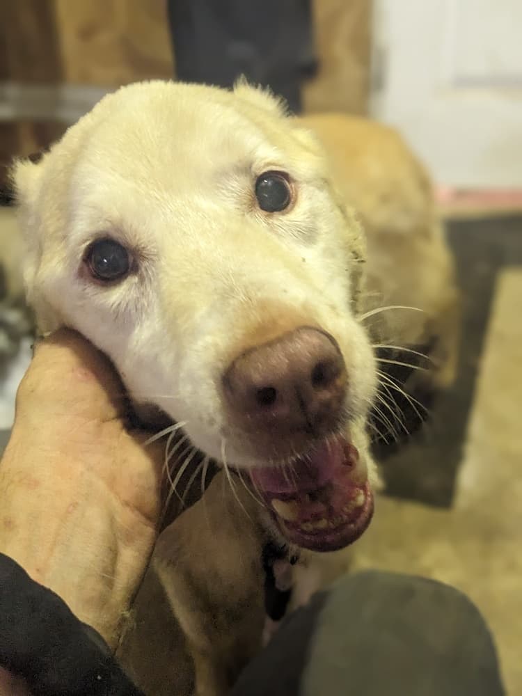 Nilla - Husky available for adoption at Loved at Last Dog Rescue in British Columbia
