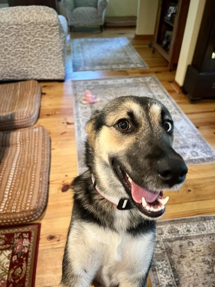 Lucky - German Shepherd Dog / Husky available for adoption at Loved at Last Dog Rescue in British Columbia