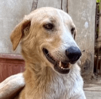 Hansen - Labrador Retriever / Saluki available for adoption at Loved at Last Dog Rescue in British Columbia