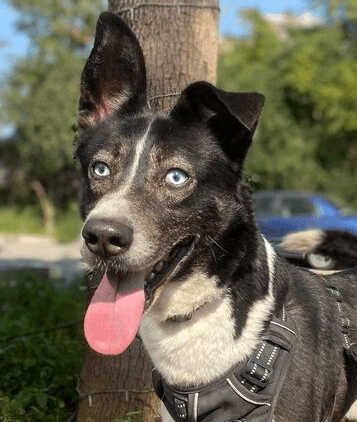 Inspire - Husky available for adoption at Loved at Last Dog Rescue in British Columbia