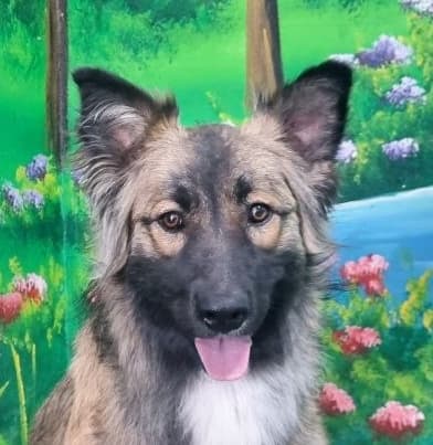 Lullaby - Australian Shepherd / Shepherds (All Types) available for adoption