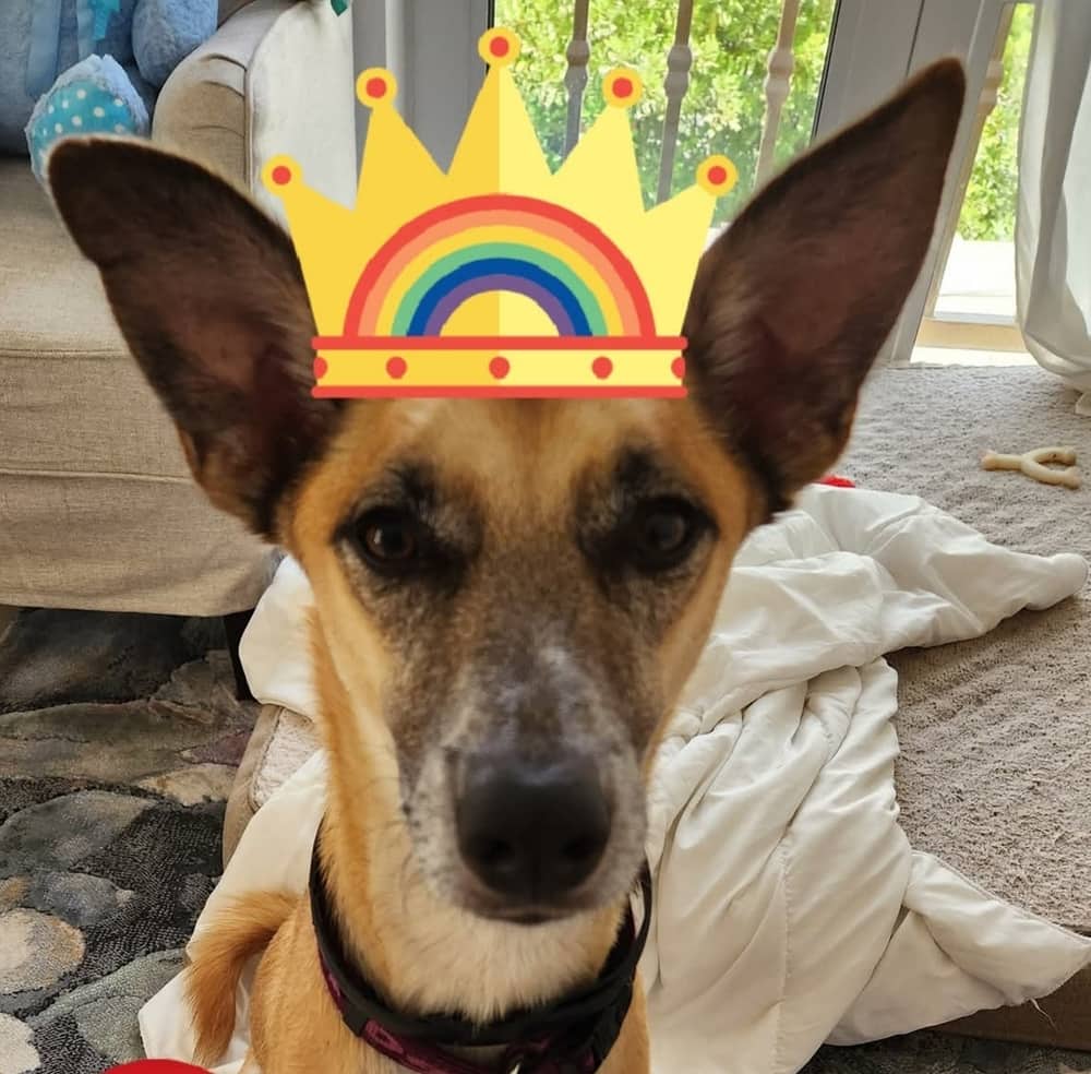 Shylo - Whippet / Shepherds (All Types) available for adoption