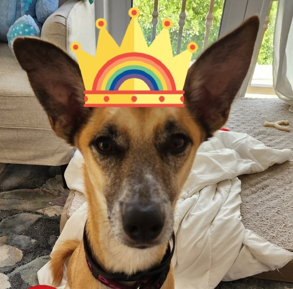 Shylo - Whippet / Shepherds (All Types) available for adoption at Loved at Last Dog Rescue in British Columbia