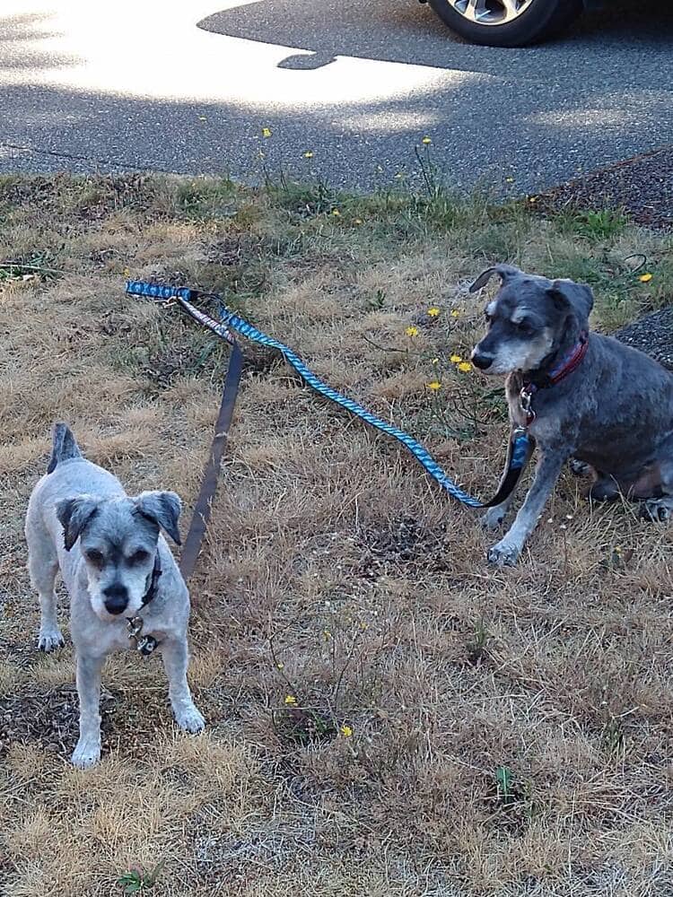 Pandora and Razzy - Schnauzer (Miniature) available for adoption at North Amity Dog Rescue Society in Victoria