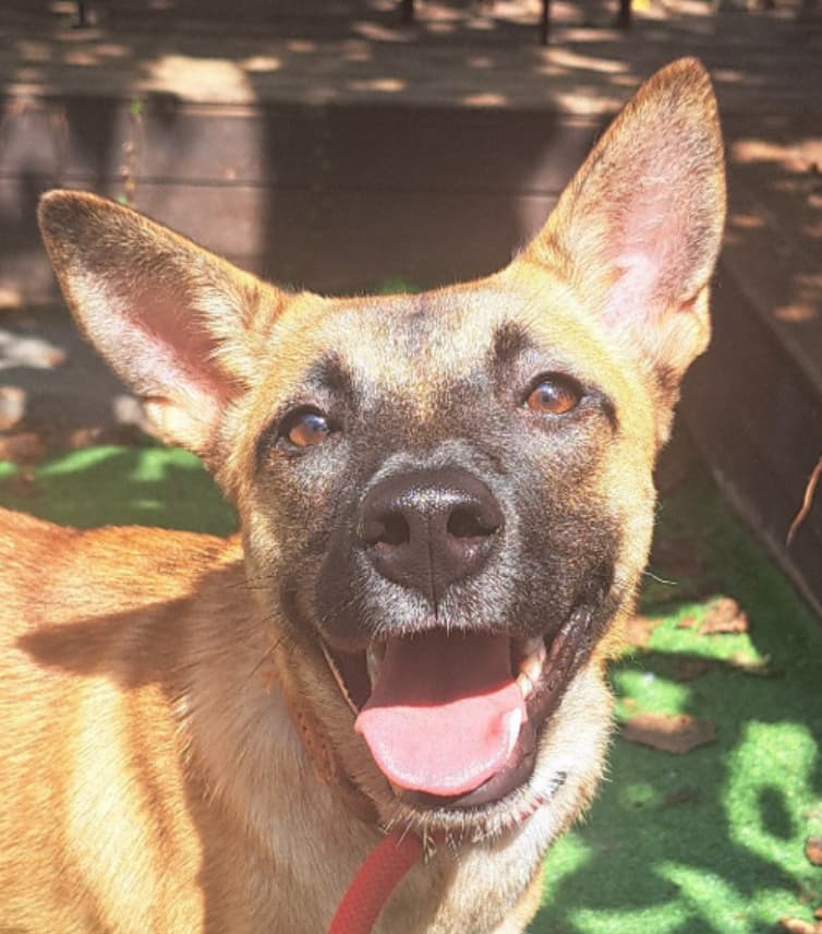 Toffee - Jindo available for adoption at Loved at Last Dog Rescue in British Columbia