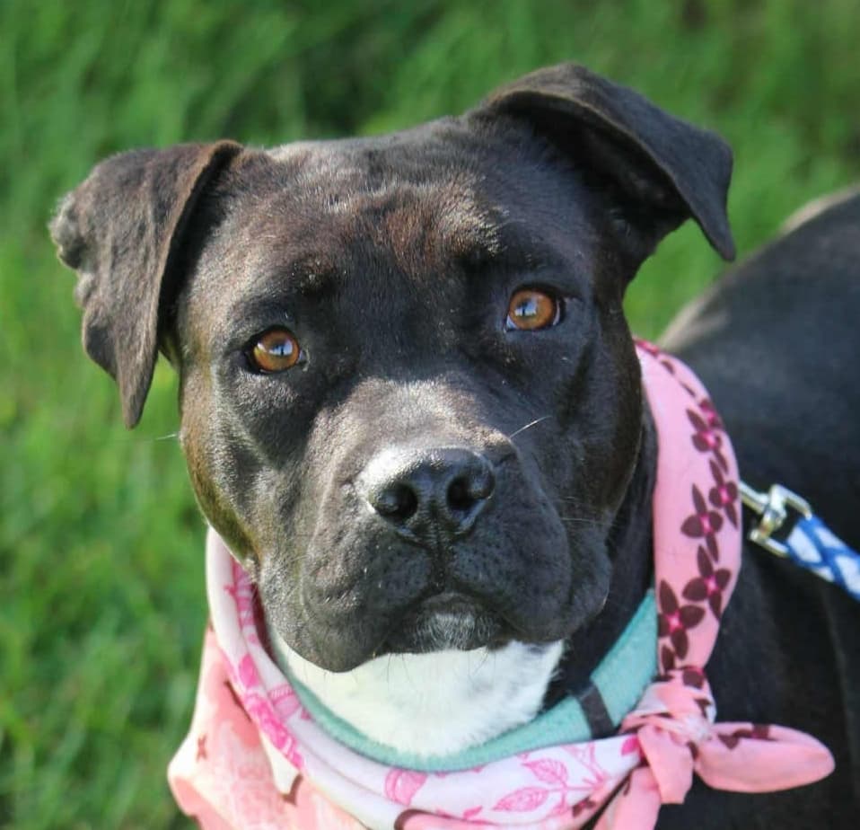 Debbie - Pit Bull Terrier available for adoption at Loved at Last Dog Rescue in British Columbia