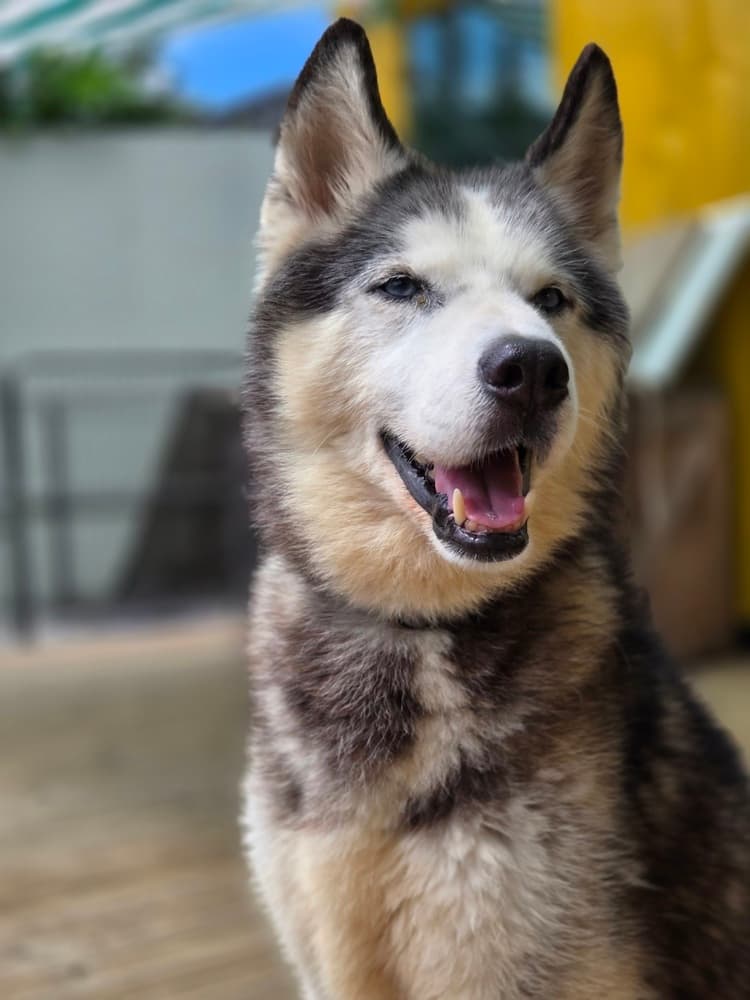 Raz - Husky available for adoption