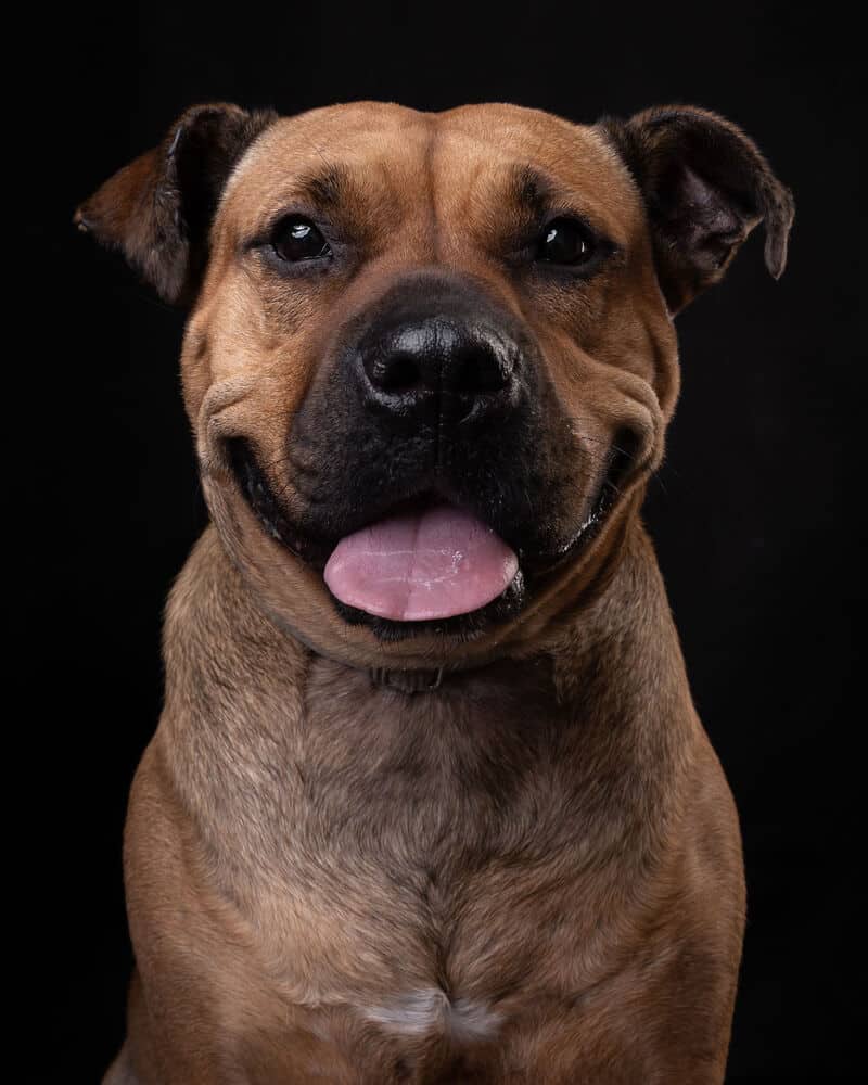 Lucky - Pit Bull Terrier / Shar Pei available for adoption