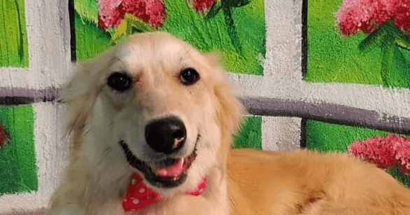 Clementine - Golden Retriever available for adoption