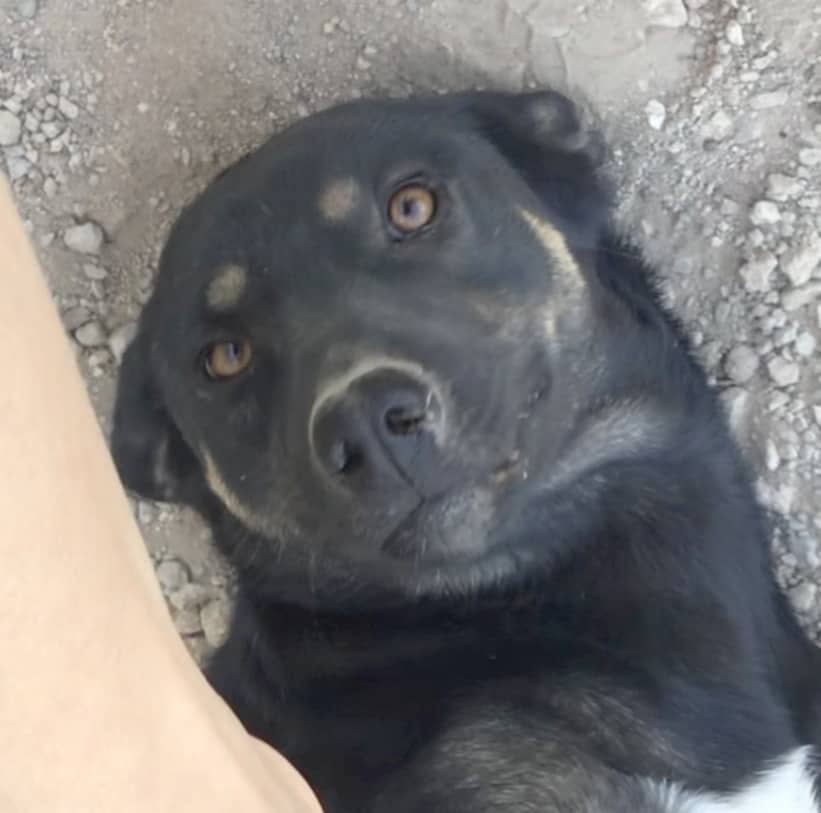 Sugarpie - Border Collie available for adoption