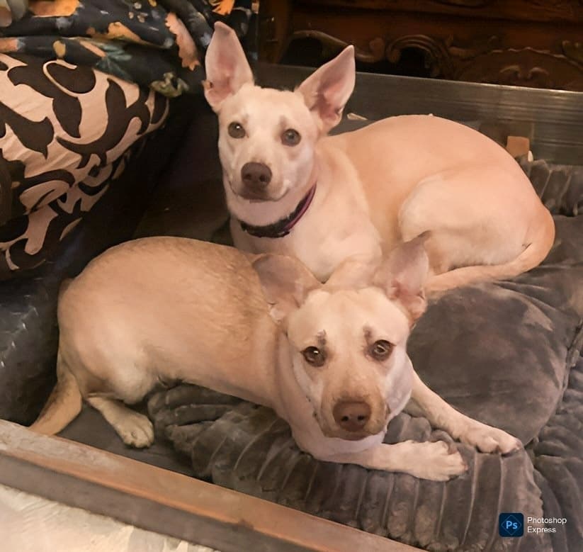Chrissy/Charlotte - Labrador Retriever / Corgi available for adoption at Loved at Last Dog Rescue in British Columbia