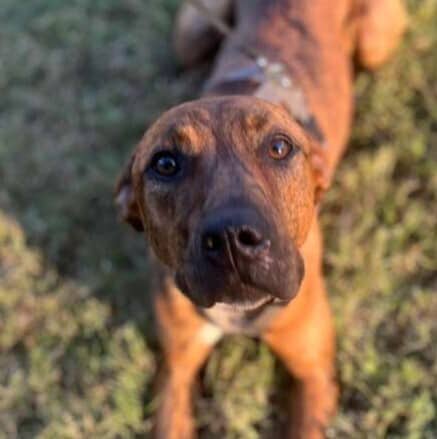 Taz - Terrier (Unknown Type, Medium) / Labrador Retriever available for adoption