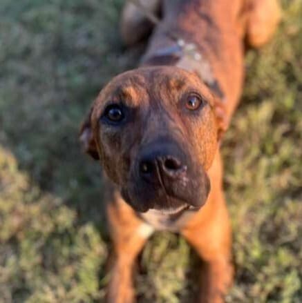 Taz - Terrier (Unknown Type, Medium) / Labrador Retriever available for adoption in Calgary
