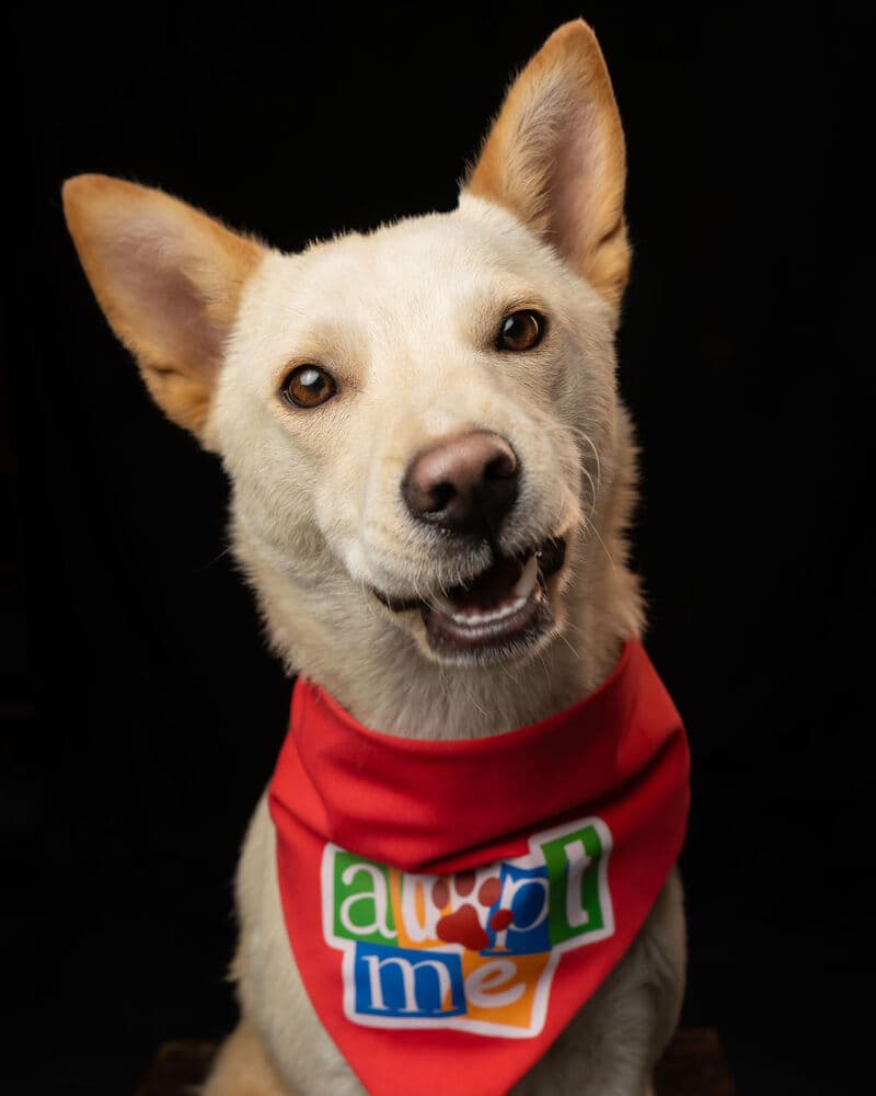 Tay Tay - Jindo available for adoption in Calgary