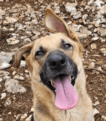Raven - German Shepherd Dog available for adoption