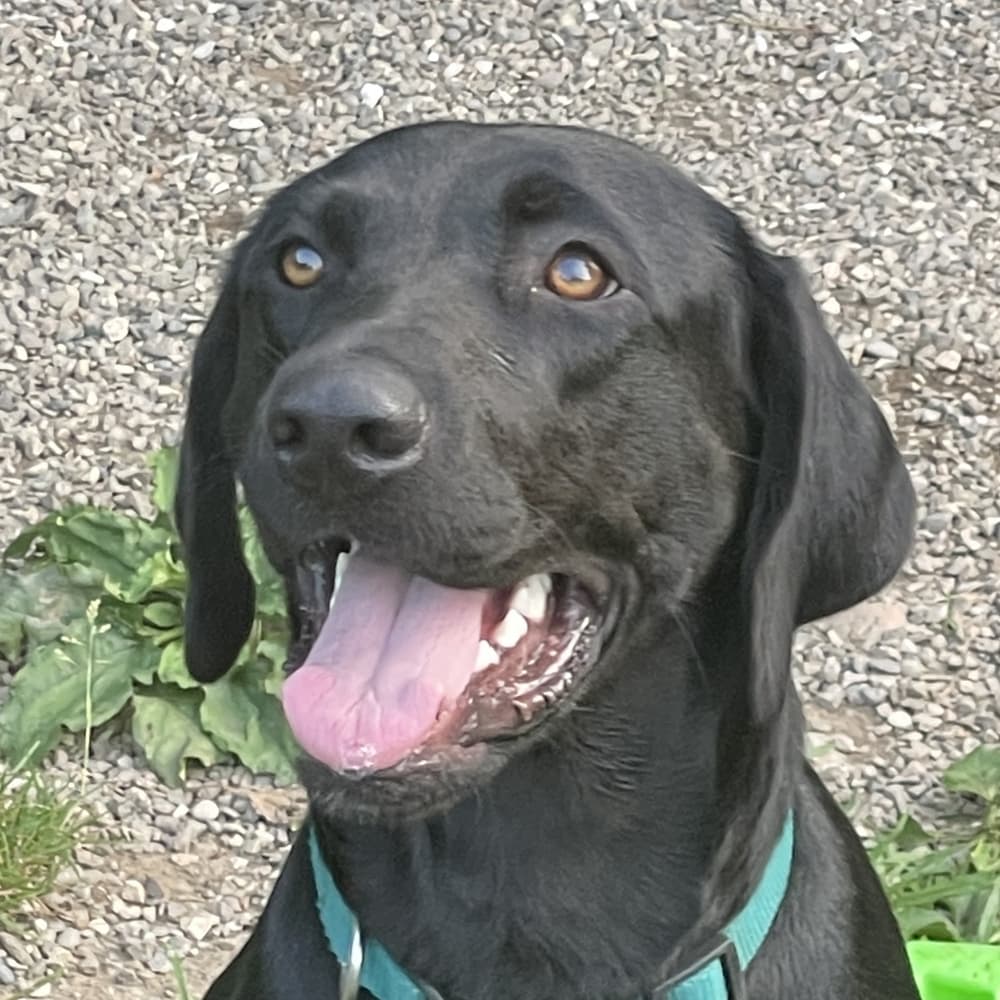 Savory - Labrador Retriever available for adoption at Loved at Last Dog Rescue in British Columbia