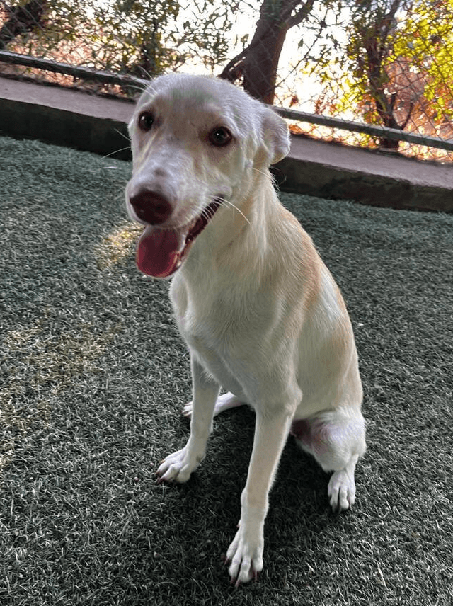 Pearl - Labrador Retriever available for adoption at Loved at Last Dog Rescue in Vancouver