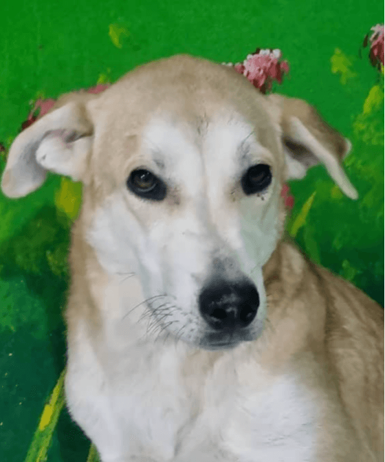 Vienna - Shepherds (All Types) / Labrador Retriever available for adoption