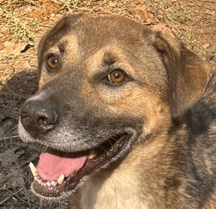 Jaze - Shepherds (All Types) / Labrador Retriever available for adoption at Loved at Last Dog Rescue in British Columbia
