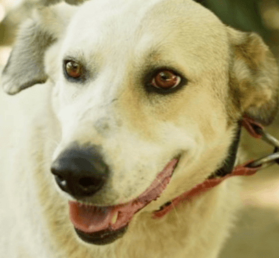 Gilas - Anatolian Shepherd / Labrador Retriever available for adoption