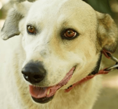 Gilas - Anatolian Shepherd / Labrador Retriever available for adoption
