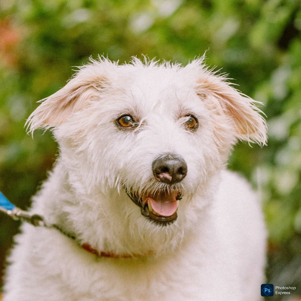 Alvin - Jack Russell Terrier / Spitz (Unknown Type, Small) available for adoption in Calgary