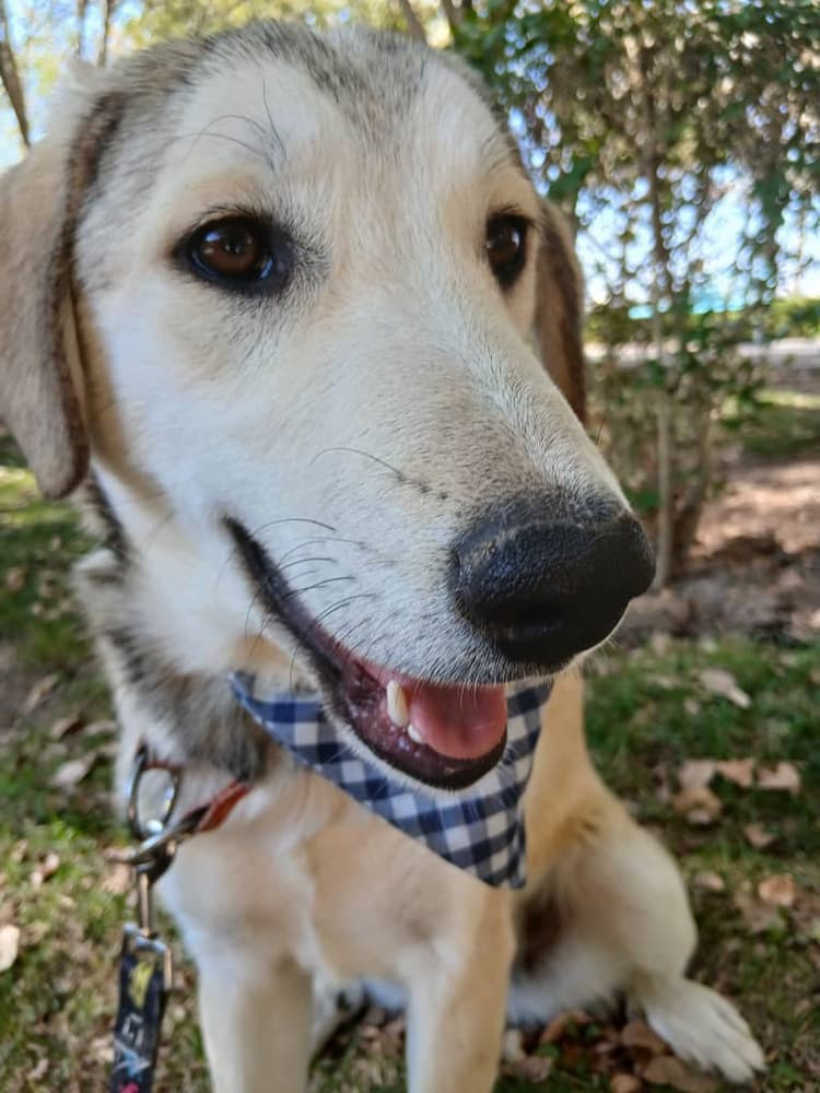 Cutie - Labrador Retriever / Hounds (All Types) available for adoption