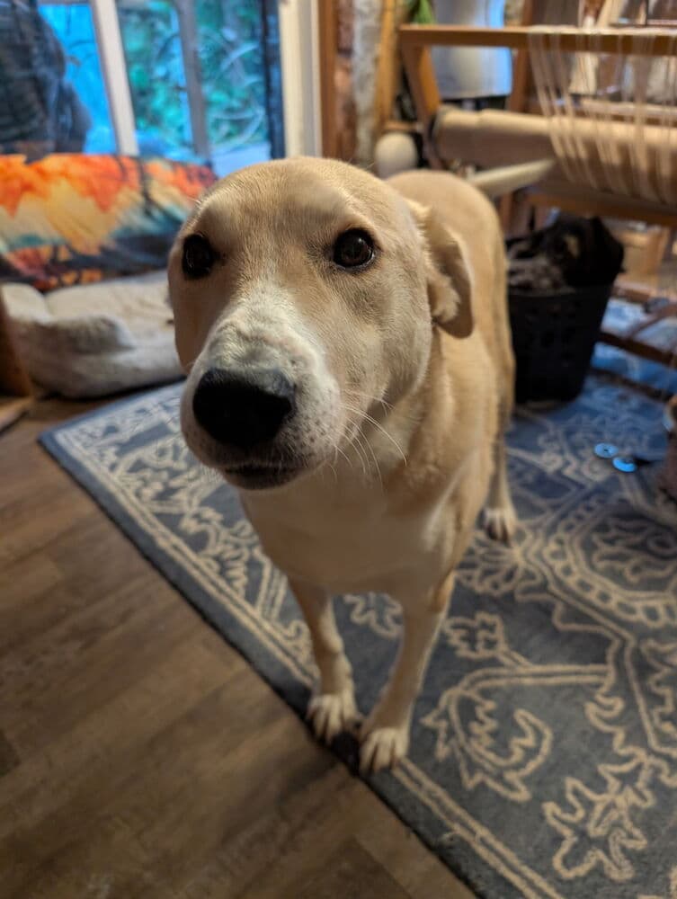 Zeyno - Labrador Retriever / Shepherds (All Types) available for adoption at Loved at Last Dog Rescue in British Columbia