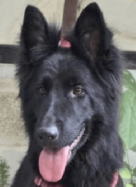 Dama - German Shepherd Dog available for adoption