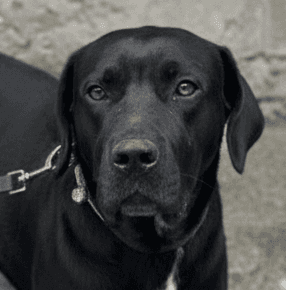 Deedi - Cane Corso / Labrador Retriever available for adoption