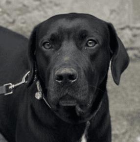 Deedi - Cane Corso / Labrador Retriever available for adoption at Loved at Last Dog Rescue in British Columbia