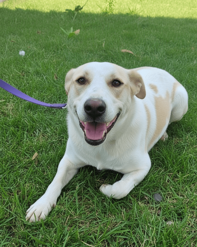 Ellerina - Saluki / Canaan Dog available for adoption at Loved at Last Dog Rescue in British Columbia