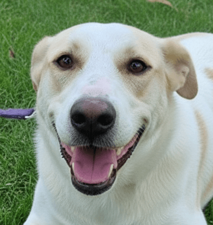 Ellerina - Saluki / Canaan Dog available for adoption