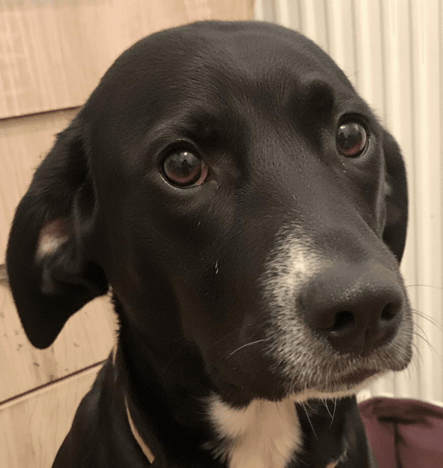 Noona - Labrador Retriever available for adoption at Loved at Last Dog Rescue in British Columbia