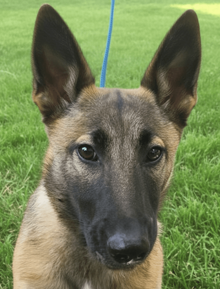 Ms. Marley - Belgian Malinois / Labrador Retriever available for adoption at Loved at Last Dog Rescue in British Columbia