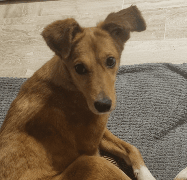 Pawlette - Hounds (All Types) / Saluki available for adoption at Loved at Last Dog Rescue in British Columbia